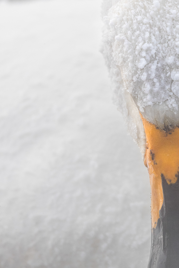 frozen swan hokkaido japan marco ronconi wildlife photography minimalism xigno congelato hokkaido giappone marco ronconi fotografo natura naturalistica uccelli minimalismo