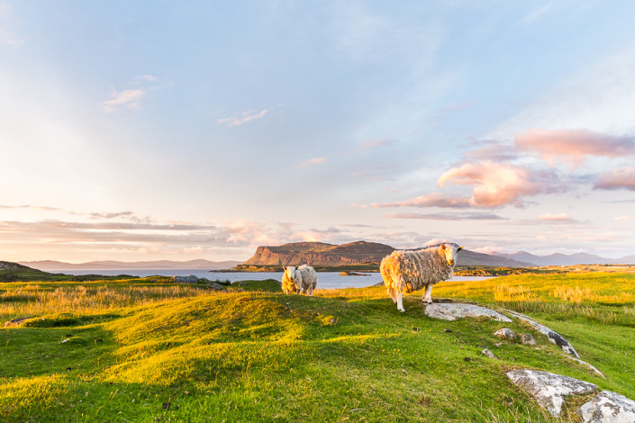 mull island sheeps at sunset scotland hebrides marco ronconi nature photography pecore al tramonto isola di mull scozia marco ronconi fotografo natura fionnphort